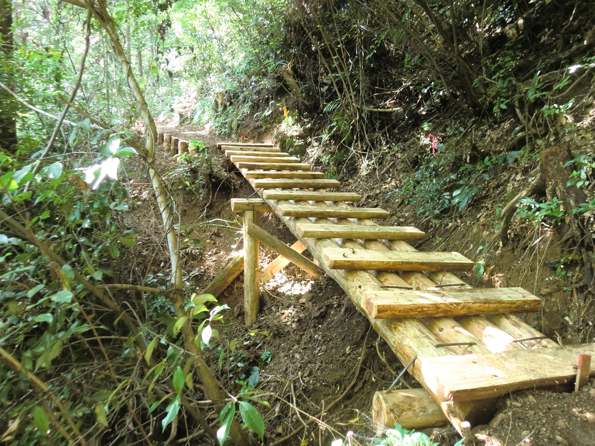 今熊都有林 歩道整備：サムネイル